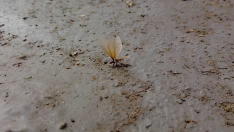 winged termite stuck on the mud, flapping its wings