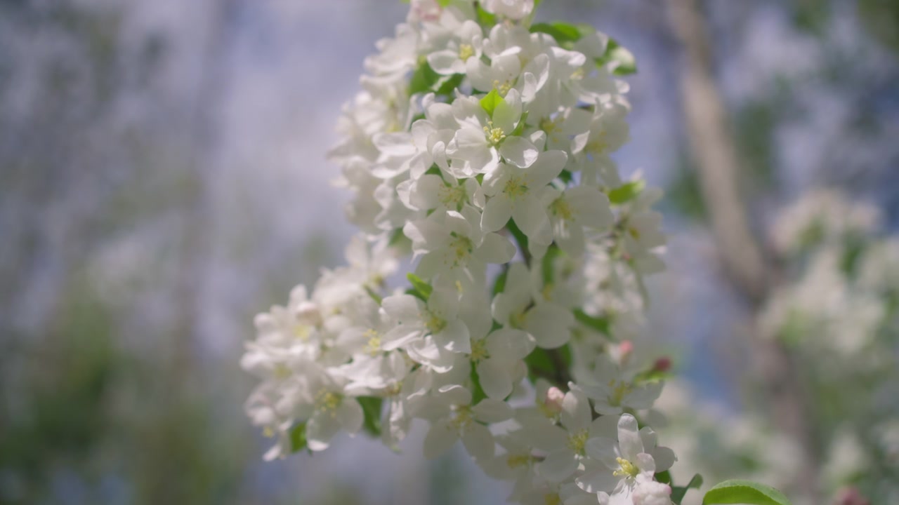 Nærbilde av et blomstrende epletre med hvite blomster om våren