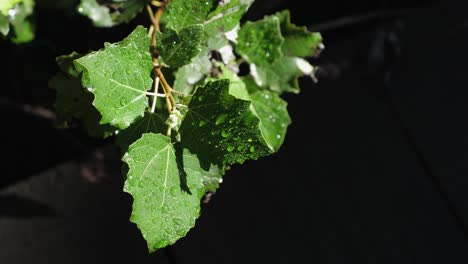 rain drops on green poplar leaves against dark background: closeup