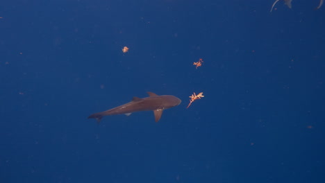 remora fish swimming alone in ocean - from above