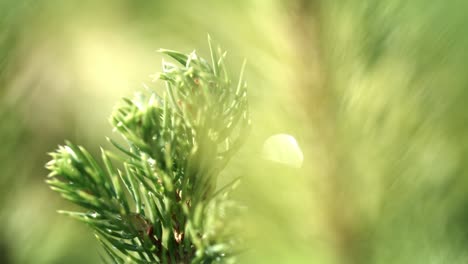 young needles of pine in droplets of water after rain. young needles of pine