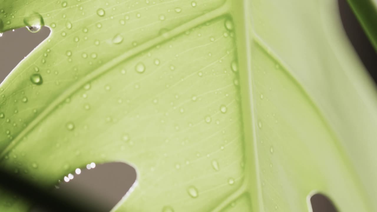 복사 공간과 함께 잎과 물방울의 클로즈업의 마이크로 비디오