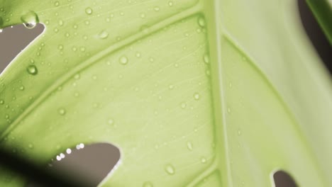 micro video of close up of leaf and water drops with copy space