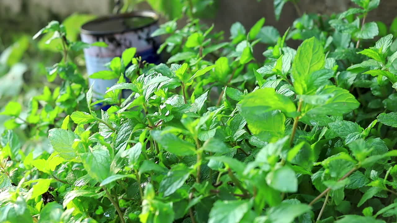 Mint plant. Close up lush green fresh mint plant foliage background in the organic home garden
