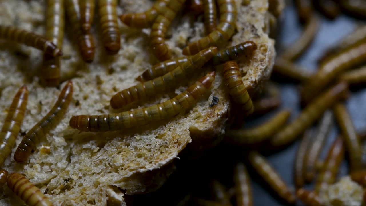 O Tenebrio é uma espécie de besouro Tenebrionidae usado para alimentar animais de estimação como peixes, cobras, pássaros e sapos.