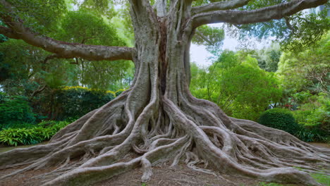 massive tree with sprawling exposed roots