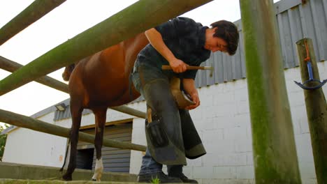 woman putting horseshoes in horse leg 4k