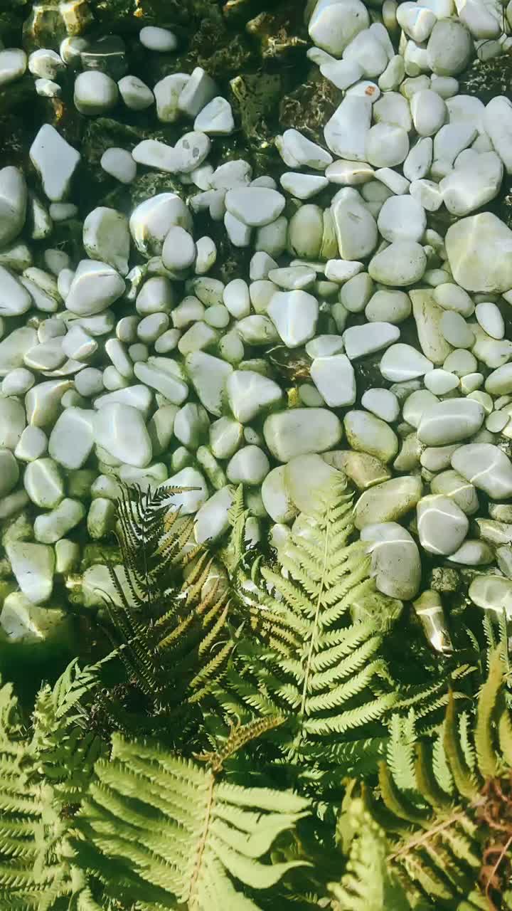 Clear water with rocks and ferns