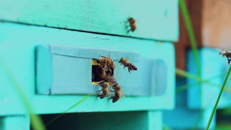 bees flying in and out beehive, close up. bees fly to beehive, close up view of the working bees