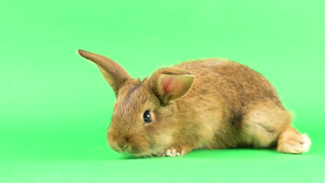 un pequeño conejo doméstico marrón esponjoso en una pantalla verde, de cerca.