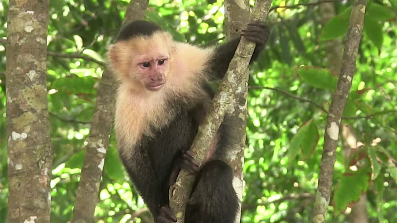 un mono capuchino se sienta en un árbol