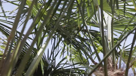 Hojas-De-Palmera-Soplando-En-La-Brisa-De-Verano