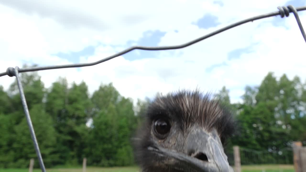 Emu selvatico australiano.