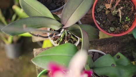 flores, jarrones y macetas de pequeñas plantas verdes en la mesa, bandeja de cámara