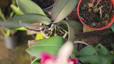 flowers, vases and pots of little green plants on table, camera pan