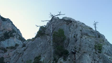 rocky mountain scenery with dead trees