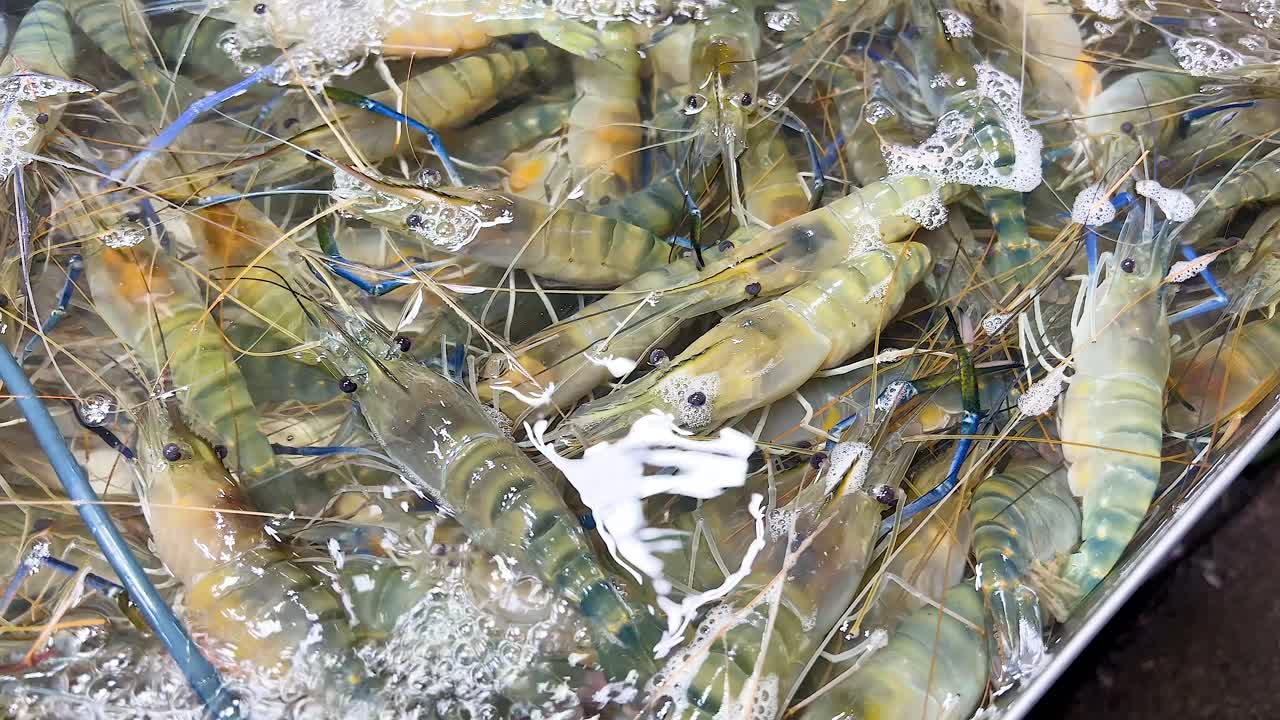 태국 시장 에서 물 에 살아 있는 새우