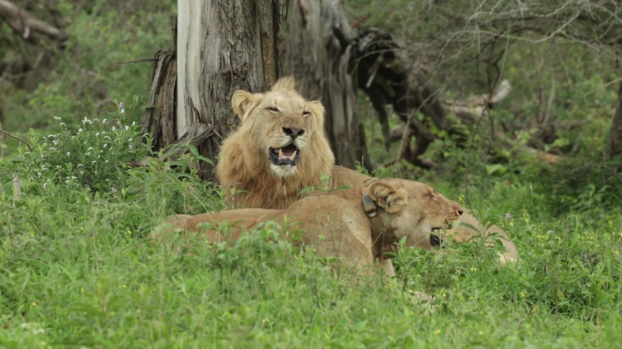 Una leonessa con collare sdraiata davanti a un leone maschio nell'erba in una giornata ventosa nel Parco Nazionale Kruger, Sudafrica.