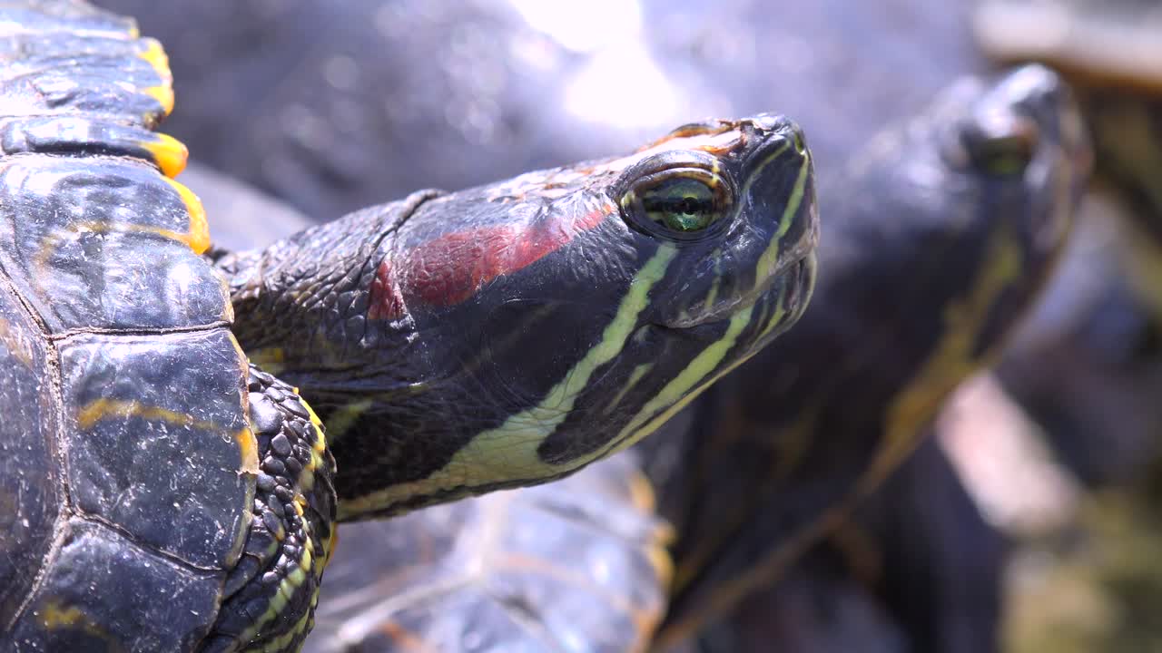 Pond turtles lounge on rock and study the world