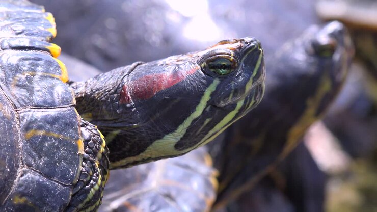 Pond turtles lounge on rock and study the world