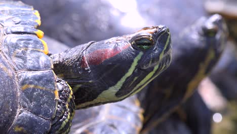 Las-Tortugas-Del-Estanque-Descansan-En-La-Roca-Y-Estudian-El-Mundo