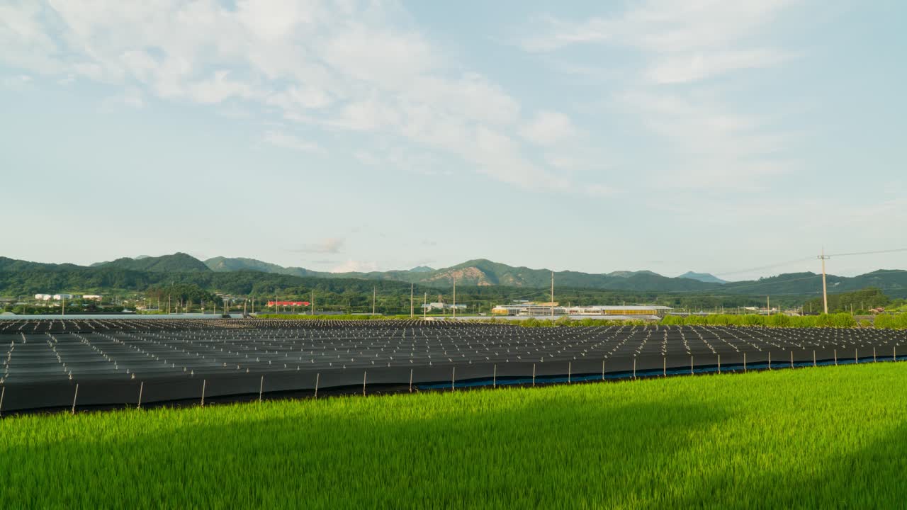 한국 충청도 금산을 배경으로 경치 좋은 무성한 산이 있는 인삼 농지