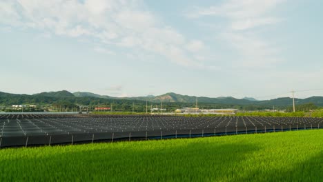 ginseng farmland with scenic lush mountains on background in geumsan, chungcheong province, south korea