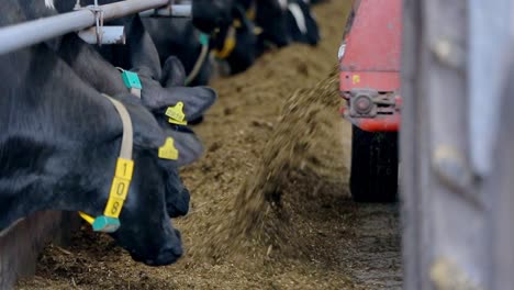 proceso de alimentación de las vacas en la granja moderna. vaca en la granja lechera comiendo heno. establo de vacas