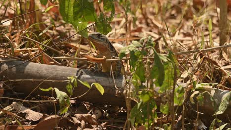 Eyed-Butterfly-Lizard,-Leiolepis-Ocellata,-Huai-Kha-Kaeng-Wildlife-Sanctuary,-Thailand