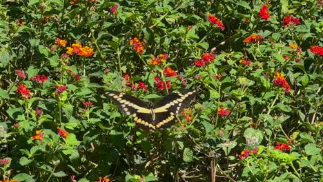 tiger swallowtail butterfly flying from one milkweed flower to the next