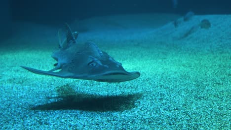 guitarfish swimming gracefully in a marine habitat.