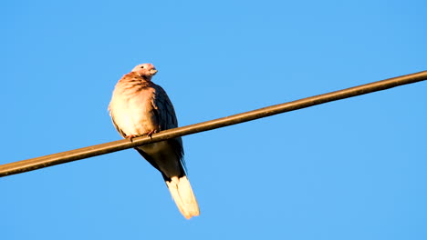 Single-laughing-turtle-dove-sits-on-wire-basking-in-morning-sun,-blue-sky-back