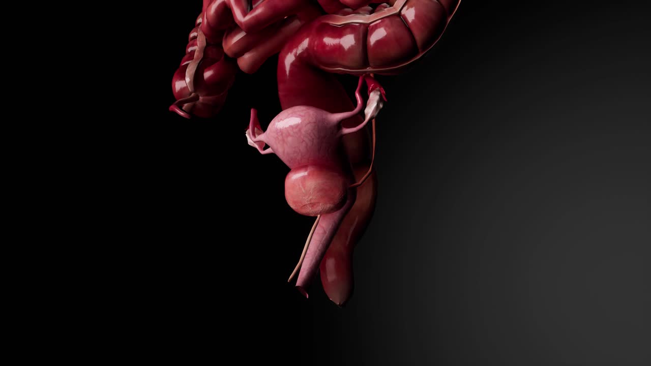 sistema reproductivo femenino anatomía concepto médico animación en 3d