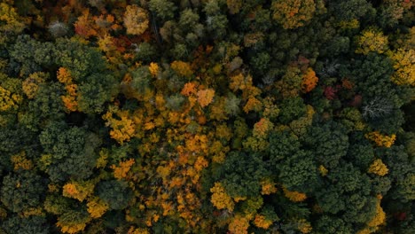 Drone-flight-over-fall-forest-in-Canada