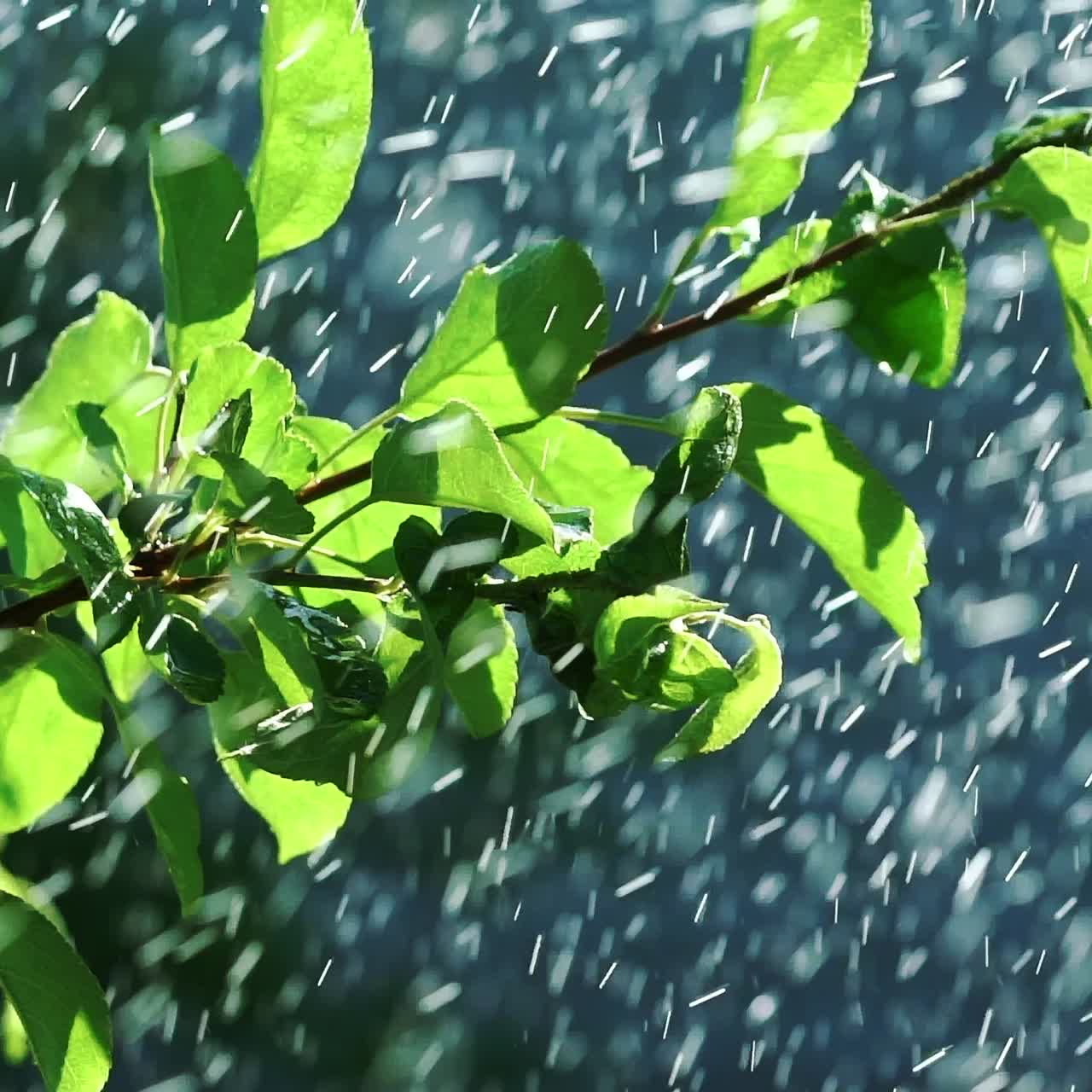 drops of water are falling on the leaves of the plant in the garden in the summer. Slow motion