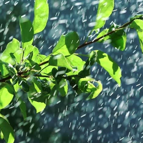 drops of water are falling on the leaves of the plant in the garden in the summer. slow motion