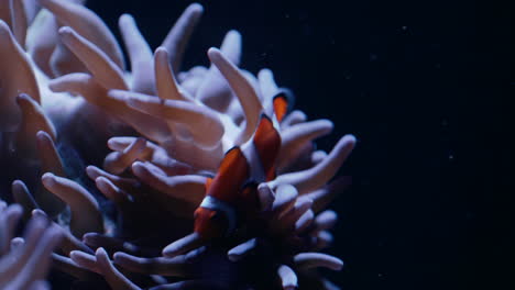 ocellaris clownfish playing at the sea anemone inside the glass aquarium in a zoo in quebec, canada