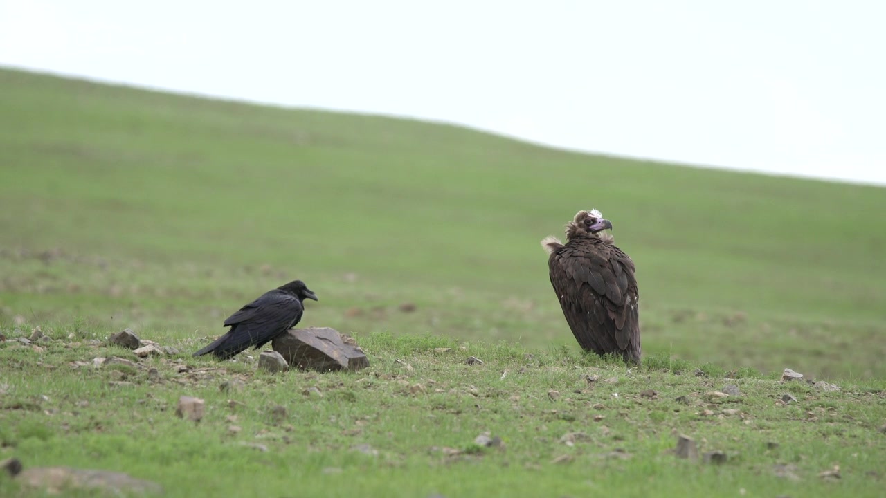 Avvoltoio monaco e corvo imperiale in piedi su una collina erbosa