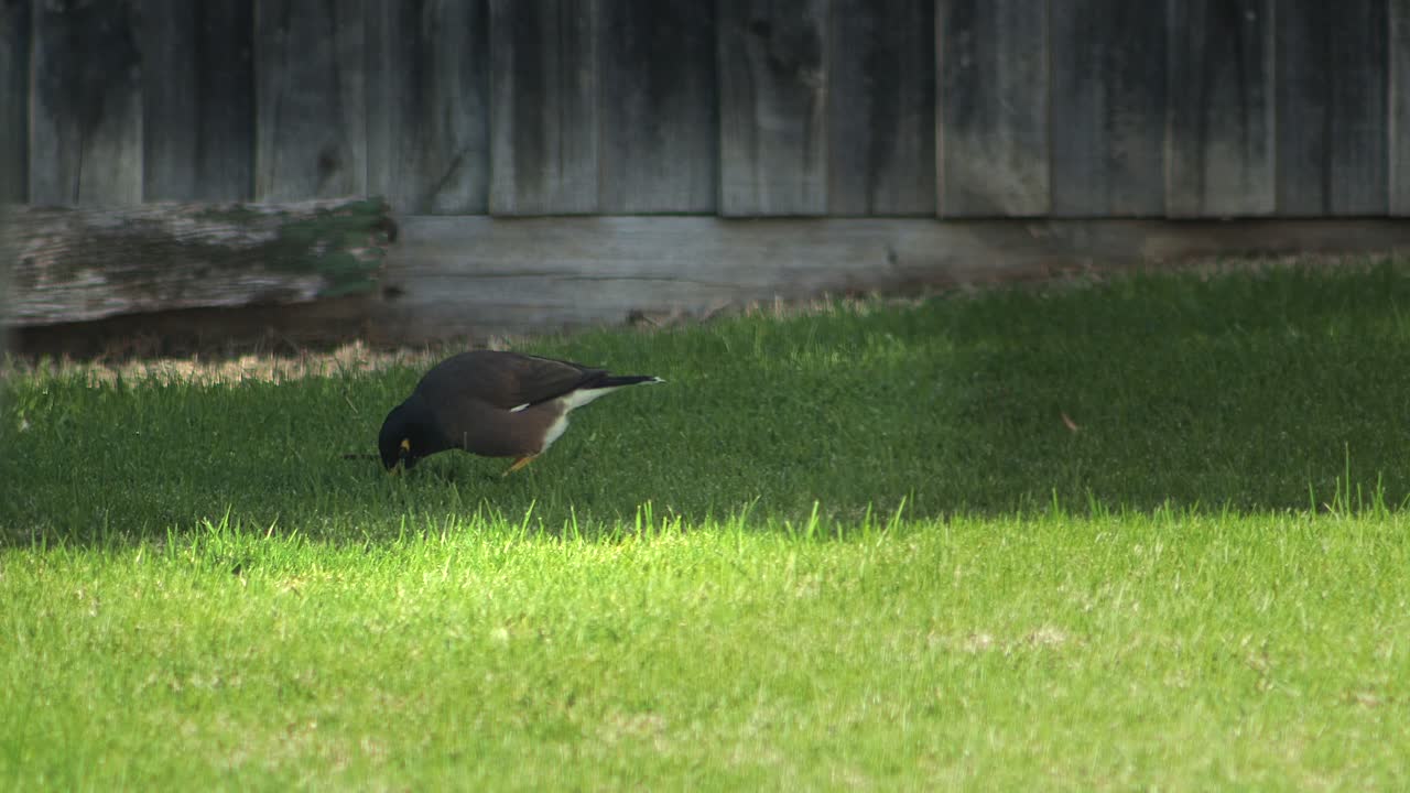 Maina indiana comune che cerca cibo beccando l'erba in un giardino soleggiato, di giorno, in Australia, Gippsland, Victoria, Maffra