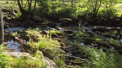 hermoso río rur con agua corriente y rocas en un bosque de las montañas alemanas eifel, muy cerca de monschau