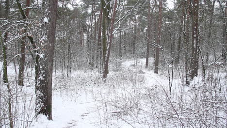 bosque cubierto de nieve - disparo cerrado