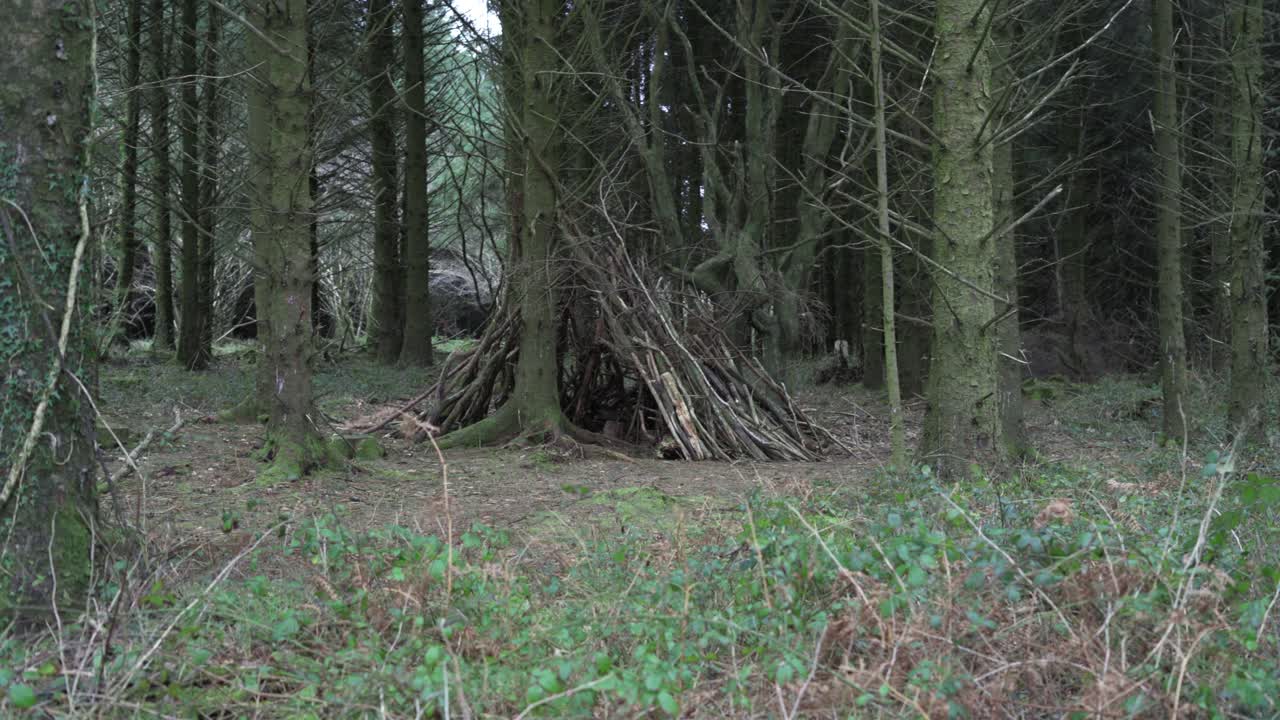 숲 속에 맨가지가 있는 나무 줄기에 마른 나뭇가지