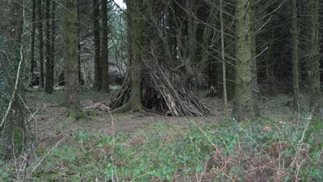 ramas secas de los árboles en el tronco de un árbol con ramas desnudas en el bosque