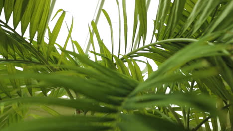 close up of palm leaves in a beautiful resort