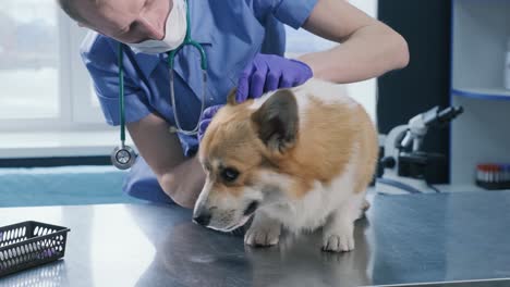 a team of veterinarians examines the ears of a sick corgi dog