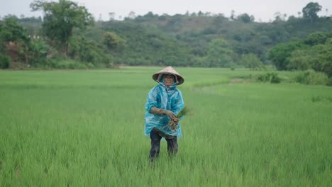 asian woman farmer working in a rice paddy