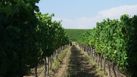 sendero entre los viñedos de groot constantia en ciudad del cabo, sudáfrica