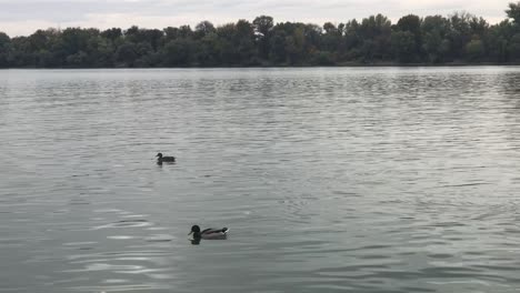 Two-ducks-floating-upstream-at-sunset-on-calm-Danube-river