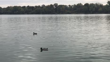 two ducks floating upstream at sunset on calm danube river
