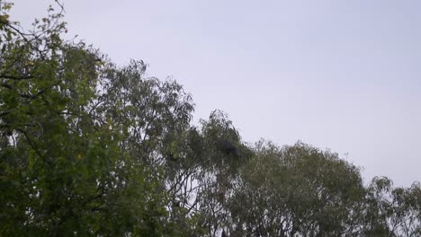 murciélago volando y aterrizando en el árbol de goma australia gippsland victoria maffra de día